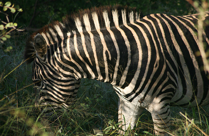 10  Zebra