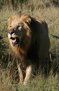 22 Lion