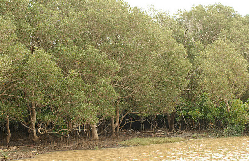 13 Mangroves