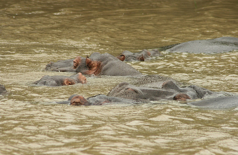 18 Hippos