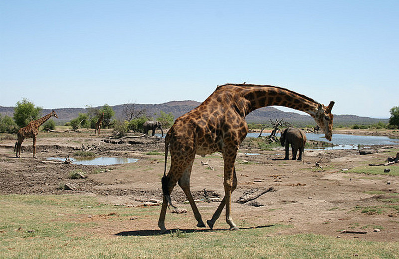 03 Giraffe