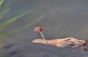 23 Dragonfly