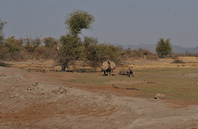 03 Rhinos
