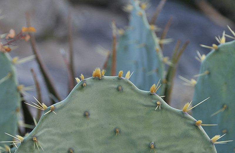 13 Cactus