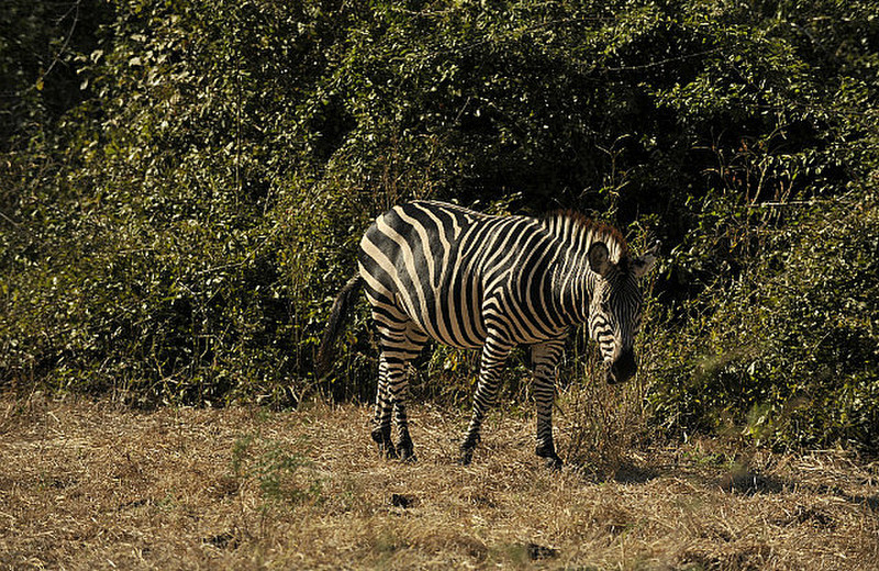 10 Zebra