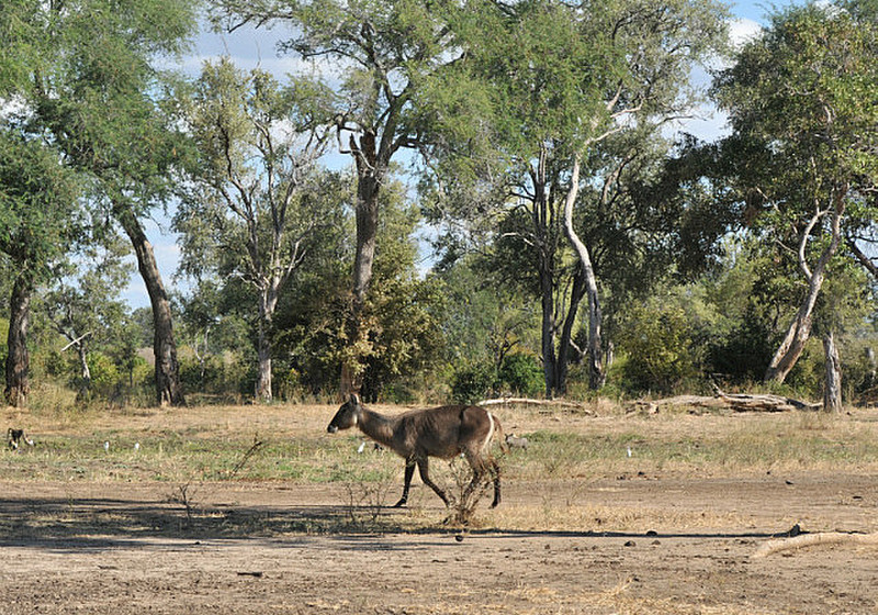 16 Kudu