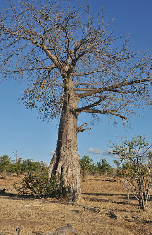 26 Baobab