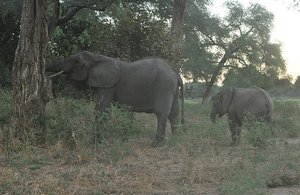 28 Elephants