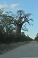 06 Baobab