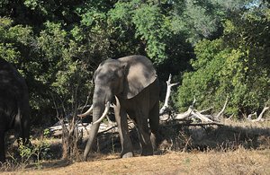 31 Elephant