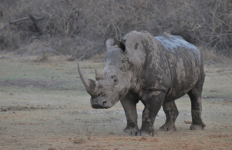 35 Rhino