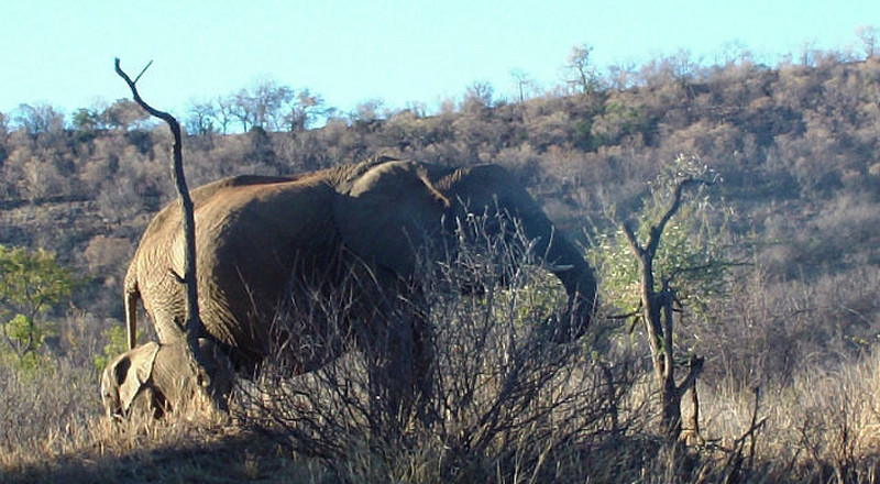 07 Elephants