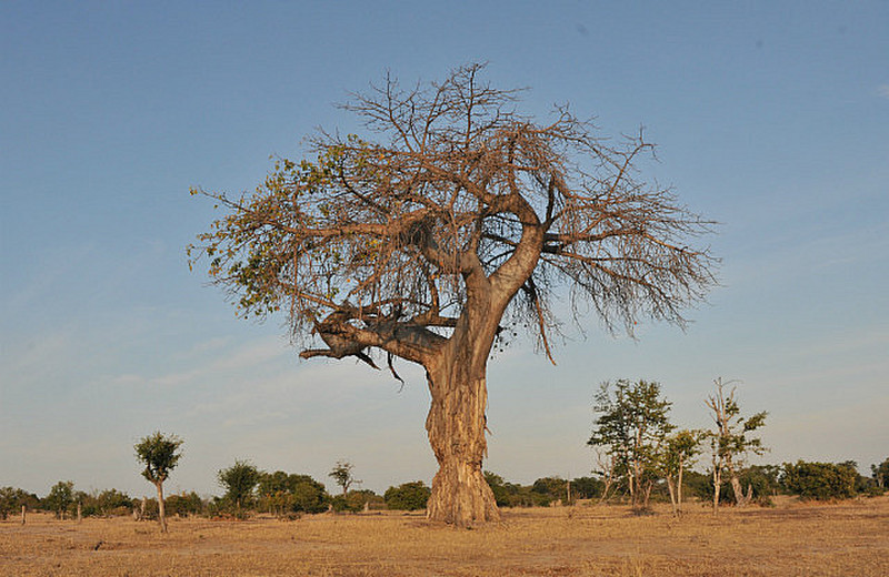 13 Baobab