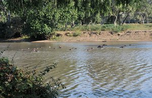 27 Hippos