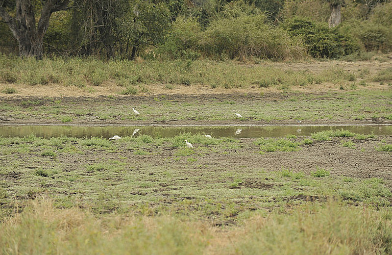 28 Egrets