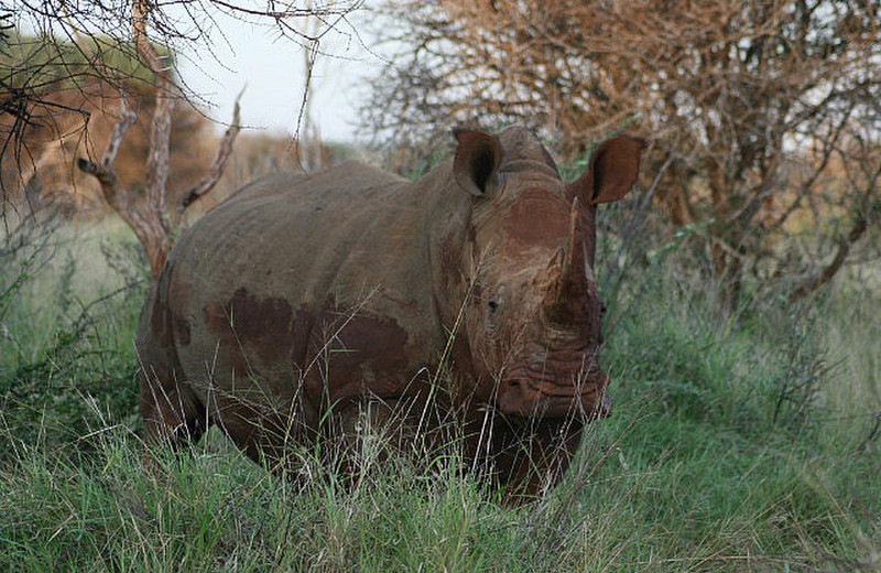 11 Rhino