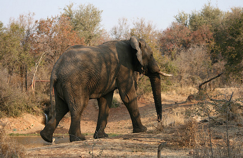 14 Elephant