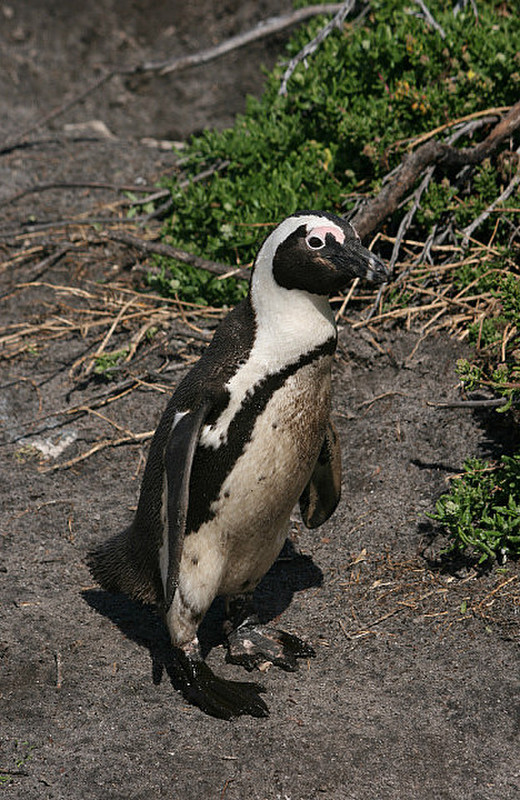 20 Penguin