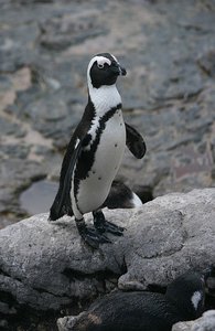 40 Penguin