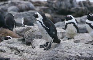 44 Penguins
