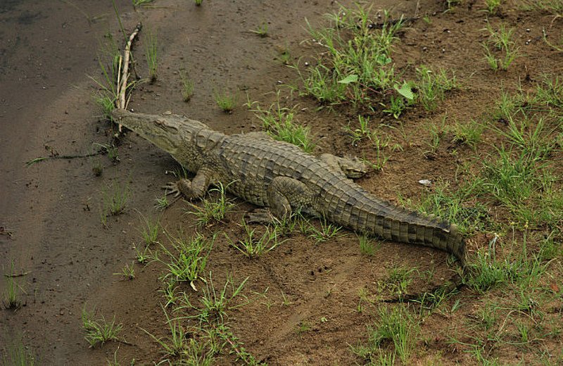 03 Big Croc