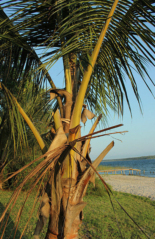 40 Coconut Palm