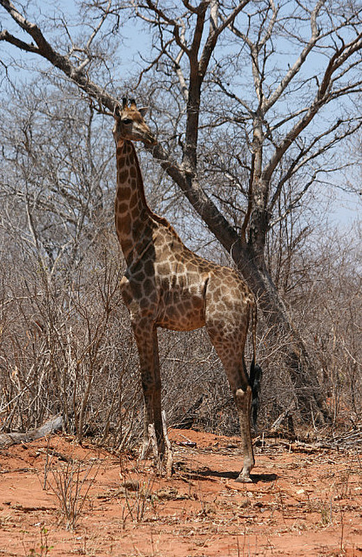 06 Giraffe