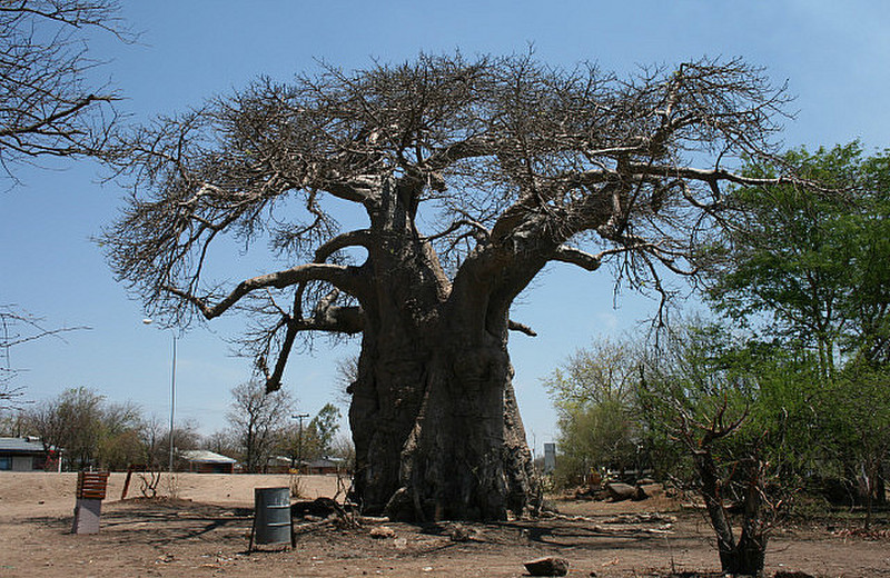 07 Baobab