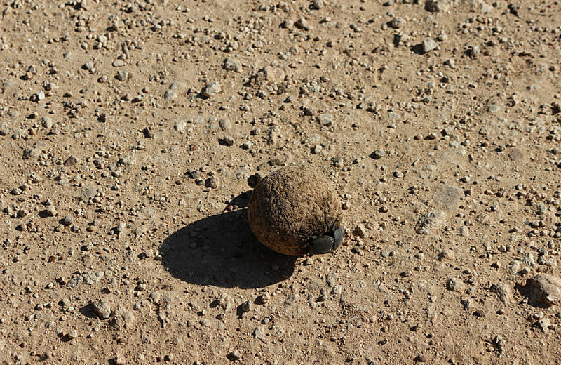 08 Dung Beetles