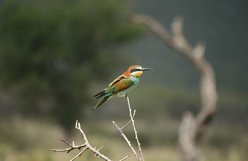 06 Bee Eater
