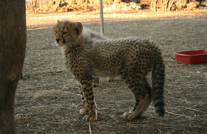 19 Baby Cheetah 
