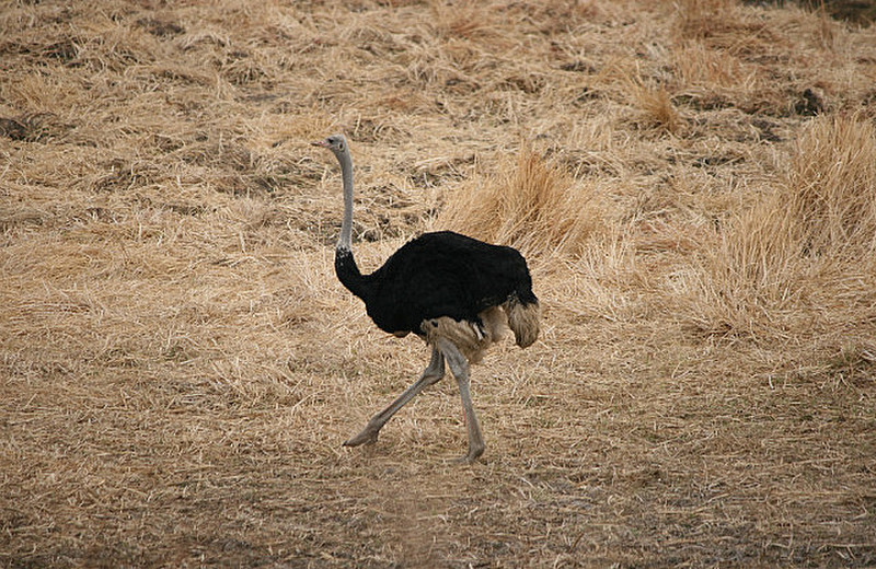 05 Ostrich