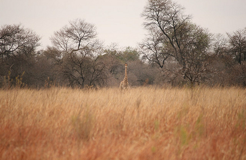 09 Giraffe