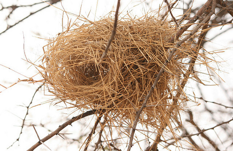 17 Nest