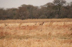 22 Antelope