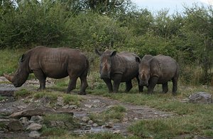 42 Rhinos