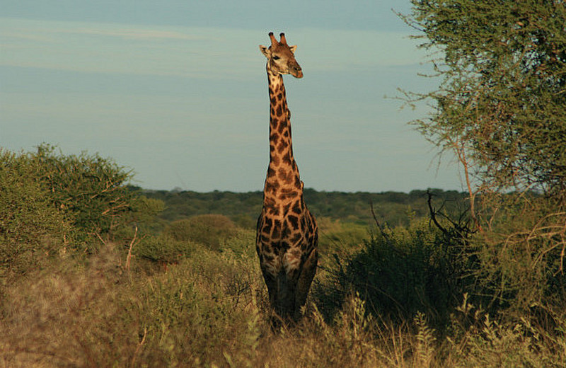 09 Giraffe