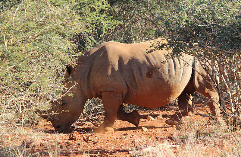 06 Rhino