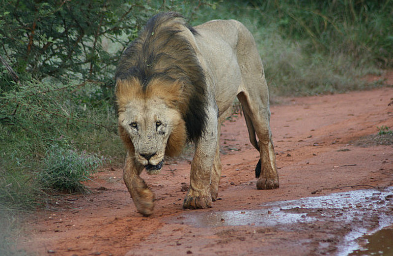 05 Male Lion