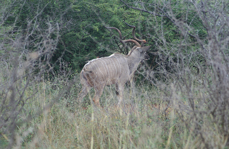 18 Kudu 