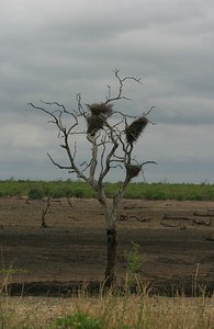 55 Bird Nests
