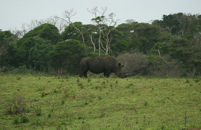 02 Rhino