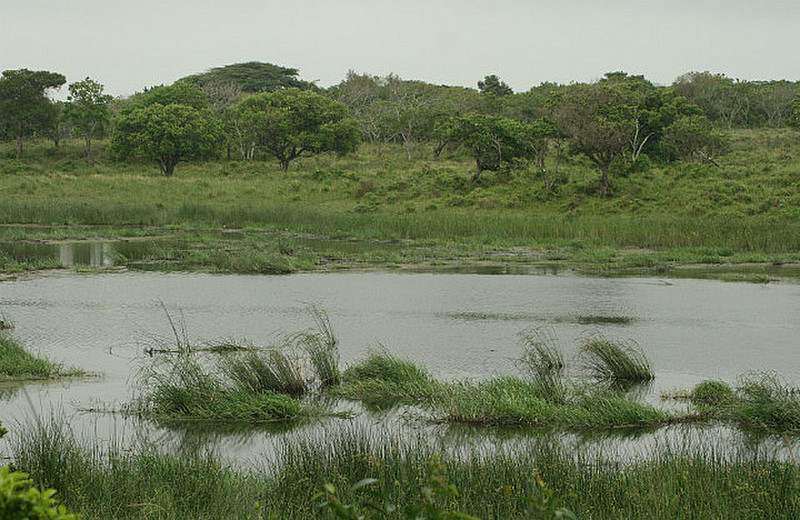 21 Wetland