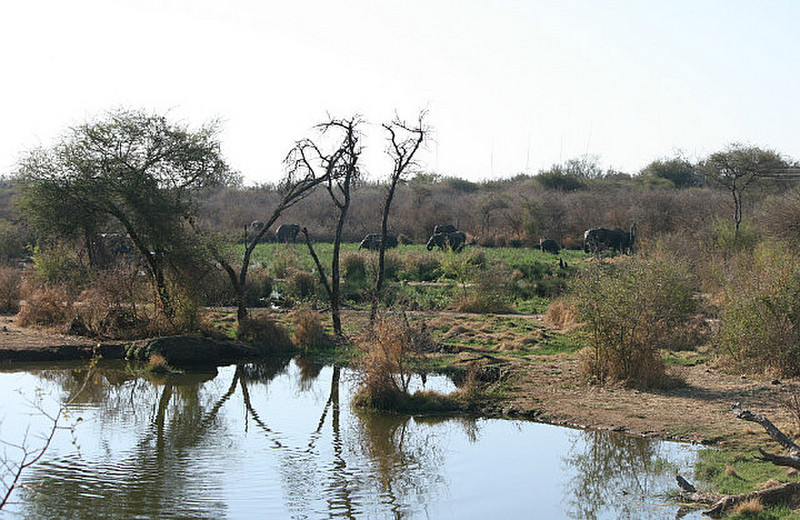 12 Elephants in the Wetland