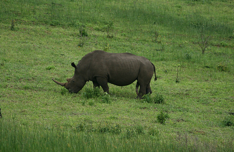 12 White Rhino