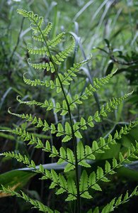 33 Fern