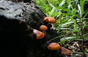 57 Fungi