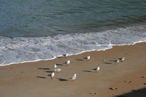 26 Seagulls