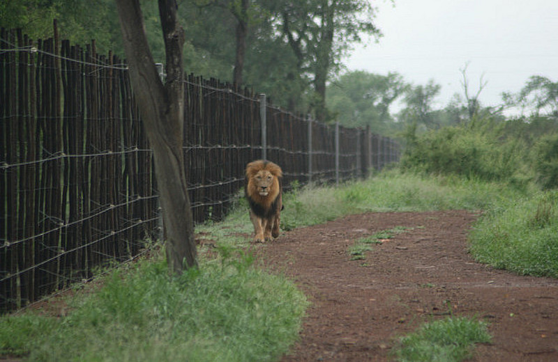 05 Lion