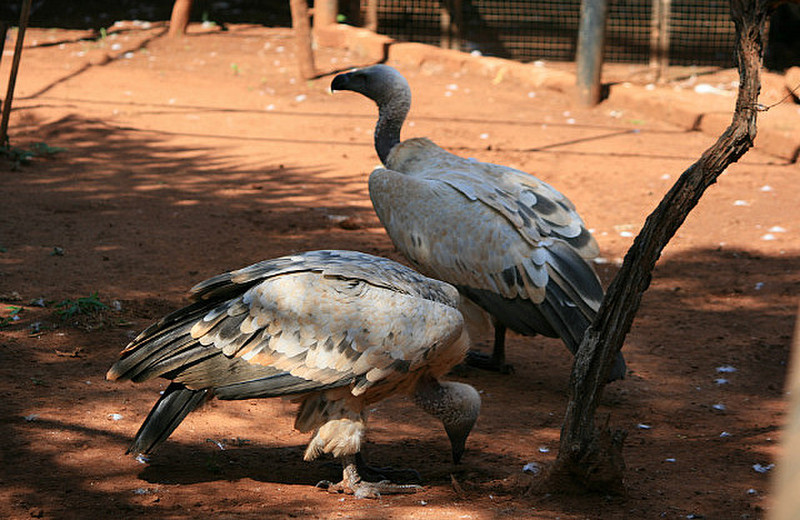 10 Vultures